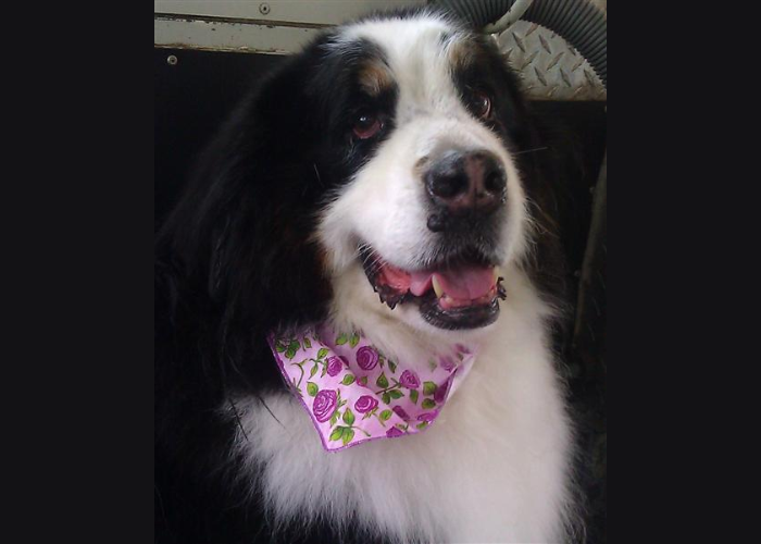 Pawsitive Perimeters Canine Enclosure Solutions for a Happy and Healthy Pet