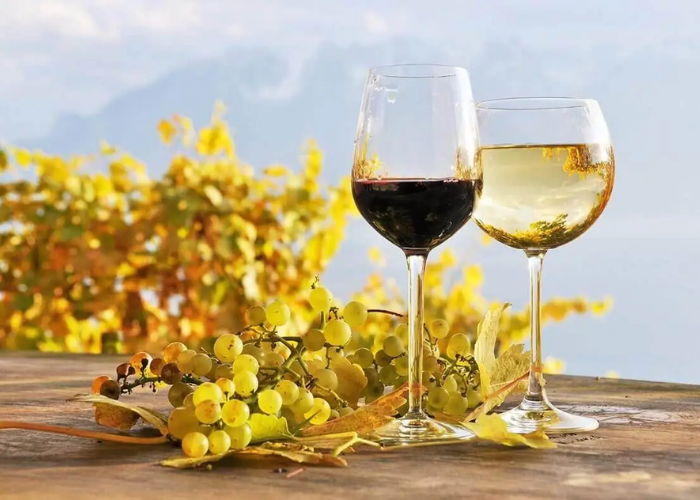 What's There to Experience in a Winery?