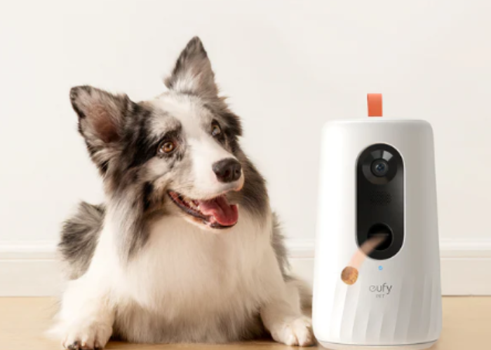 The Best Cameras For Your Pet