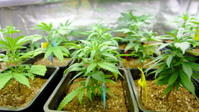 The Therapeutic Benefits of Growing Your Own Cannabis