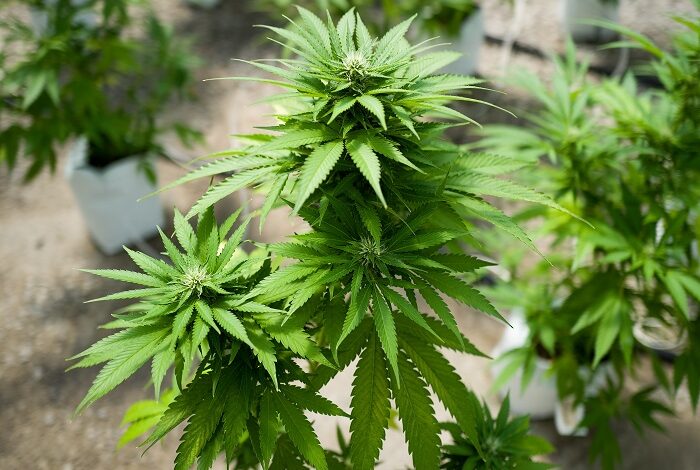 The Therapeutic Benefits of Growing Your Own Cannabis