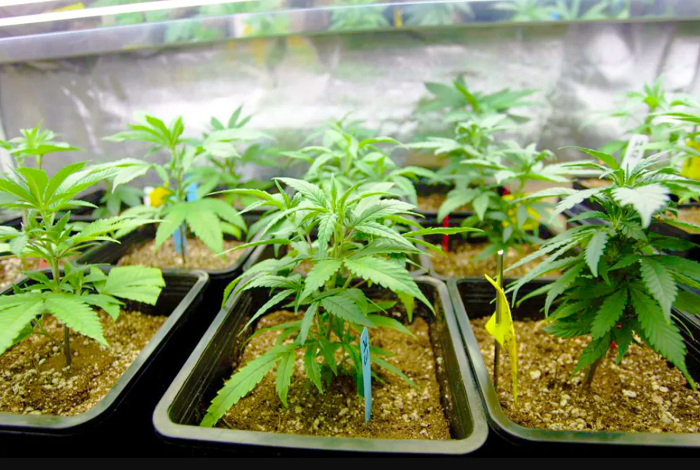 The Therapeutic Benefits of Growing Your Own Cannabis