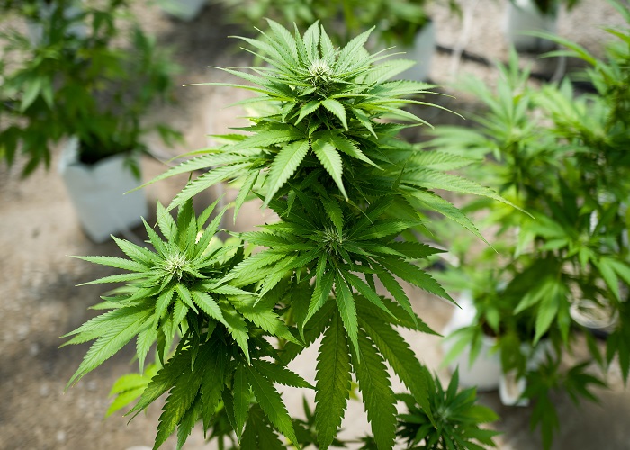 The Therapeutic Benefits of Growing Your Own Cannabis