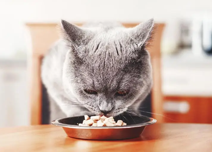 Unveiling the Allure of Wet Cat Food