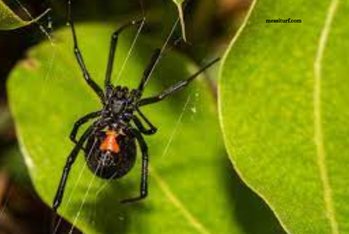 Spinning a Web of Safety