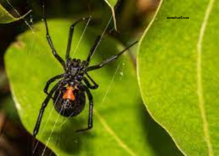 Spinning a Web of Safety: How Professional Pest Control Can Banish Spiders for Good Spinning a Web of Safety