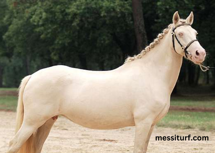 Cheval de Base