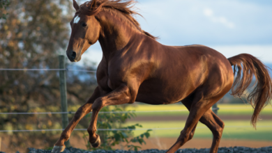 Formule Sur Turf