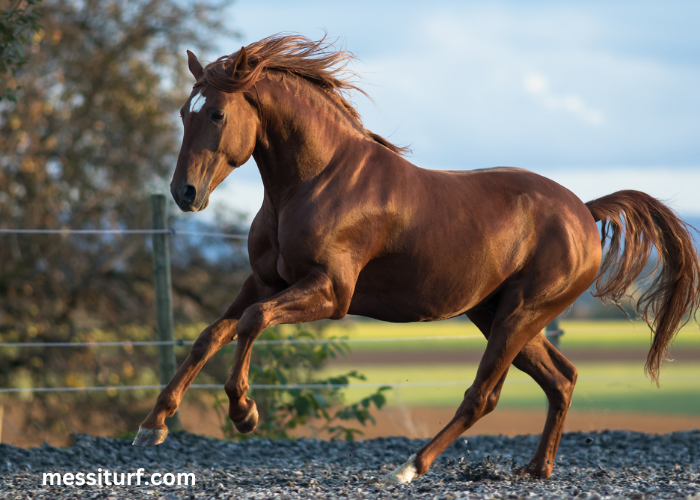 Formule Sur Turf