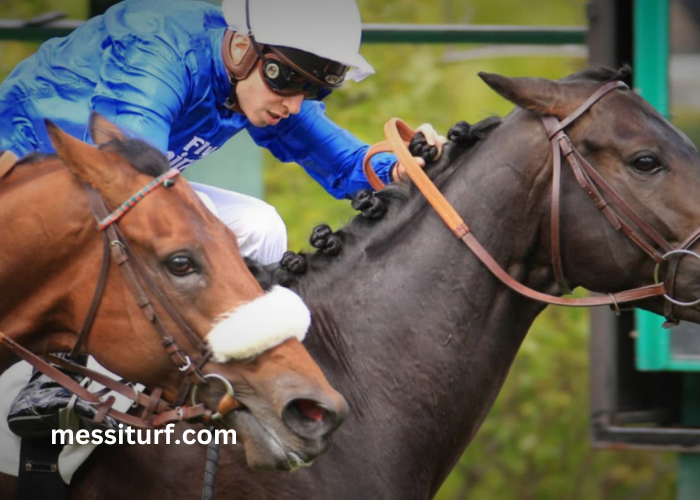 Ivoire Turf Vip