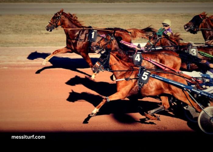 Belle Turf Prono Vip Belle Turf Prono Vip