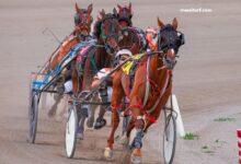 8 Chevaux Turf Magique