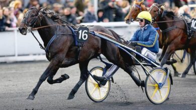 Derniere Minute Turf