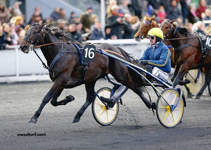 Derniere Minute Turf