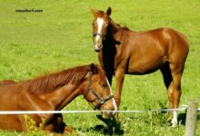 Dezcourse Couplé Incontournable (1)