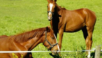 Dezcourse Couplé Incontournable (1)