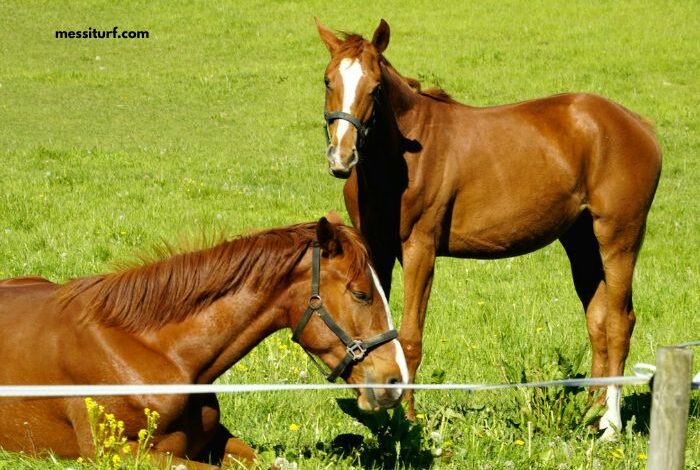 Dezcourse Couplé Incontournable (1)