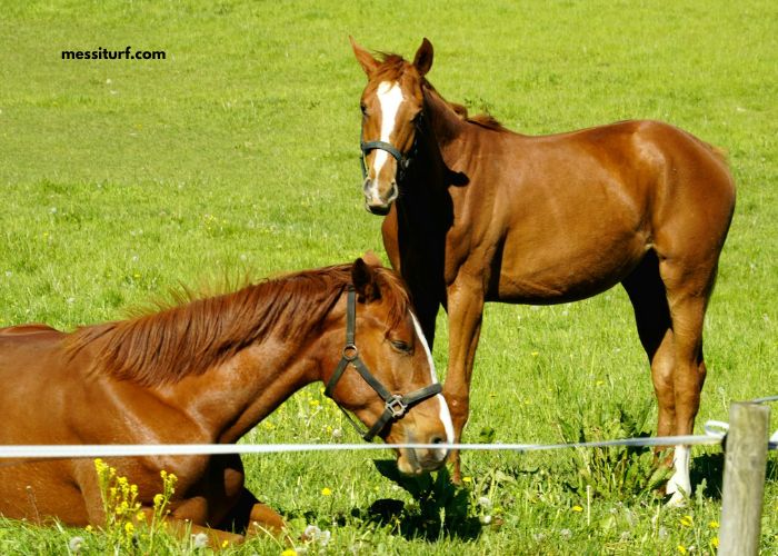 Dezcourse Couplé Incontournable (1)