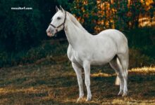 Pronostic Gratuit Turf 100