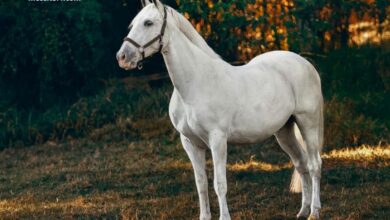 Pronostic Gratuit Turf 100