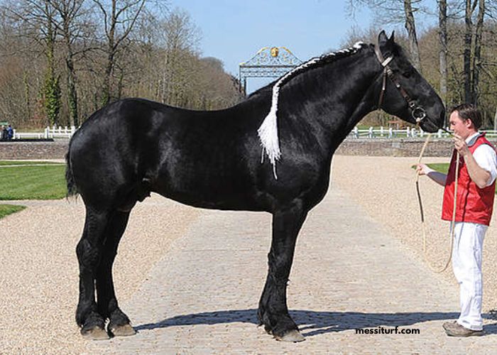 Un Cheval Par Jour